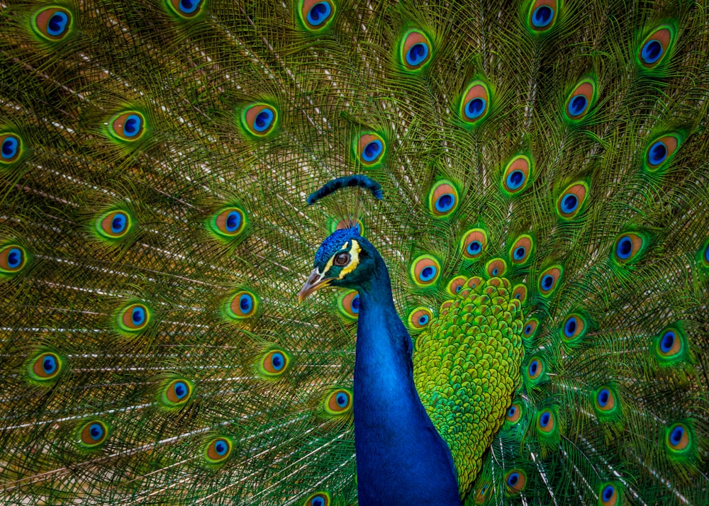 male blue and yellow peacock